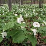 Trilliums bloom near Devils Elbow along the Tunnel of Trees, a scenic route along Lake Michigan. (Bob DeMay/Akron Beacon Journal)