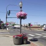 A hanging flower basket and ground pots at the corner of Wishkah and South F streets in Aberdeen. Other baskets are visible the background in this photographic view that points west. The Bloom Team is looking for volunteers to help with upkeep of the plantings along Wishkah and Heron streets as well as conduct other tasks to keep the area looking tidy. (ABERDEEN BEAUTIFICATION PHOTO)