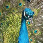 Studies could finally reveal what peacock feathers are really for