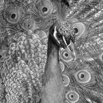 Studies could finally reveal what peacock feathers are really for