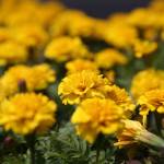 Abel Uribe | Chicago Tribune                                It&rsquo;s time to make the most of annuals, including marigolds.