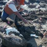 San Diego Natural History Museum Paleontologist Don Swanson pointing at a rock fragment near a large horizontal mastodon tusk fragment. (San Diego Natural History Museum)