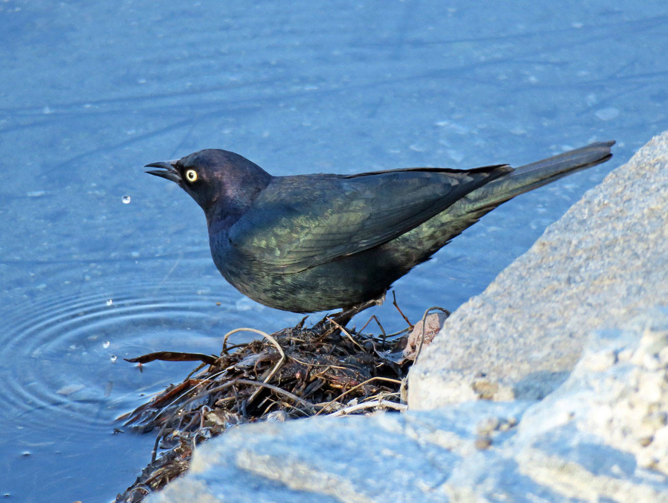 Grays Harbor Birds — Brewer's Blackbird (Euphagus cyanocephalus