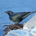 (Mike Hamilton) Brewer&rsquo;s Blackbird (Euphagus cyanocephalus)
