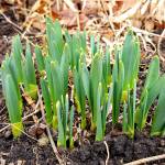 Warm temperatures caused daffodils and other plants to sprout a bit earlier than usual. (Suzanne Baker | Chicago Tribune)