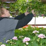 Aberdeen, Elma FFA chapters announce plant sales