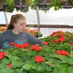Aberdeen, Elma FFA chapters announce plant sales