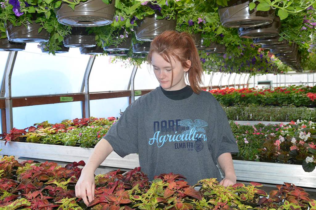 Aberdeen, Elma FFA chapters announce plant sales