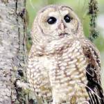 Appeals court restores lumber companies’ challenge to spotted owl habitat