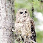 FILE &mdash; In this May 8, 2003 file photo, a northern spotted owl sits on a tree in the Deschutes National Forest near Camp Sherman, Ore.