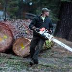 A young logger runs to get out of the way as his crew fells trees on Oct. 1 at Camp La Salle in Huntington Lake, Calif. (Brian van der Brug / Los Angeles Times)