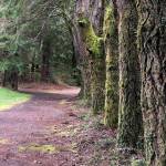 Making Tracks: In search of the perfect spot for a daily walk