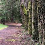 The Makarenko Park Trail in Cosmopolis winds through a gorgeous wooded area, but it&rsquo;s only a 1-mile loop.