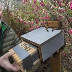 Wally Croshaw inserts a Mason bee house into an enclosure to protect the bees from the weather in Tacoma. (Lui Kit Wong | Tacoma News Tribune)