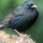 Starlings are voracious predators of cranefly larvae. (Courtesy of Master Gardeners)