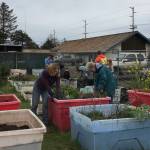 Westport community garden sites available