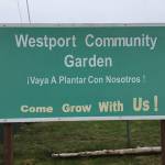 Westport community garden sites available