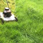 The best thing that happened last weekend was my lawn finally got cut for the first time this season. (Kat Bryant | The Daily World)