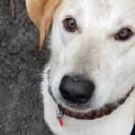 Adoptable Pet: Ziva