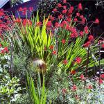 Courtesy photo                                Tall crocosmia Lucifer combined with asters, dahlias and a golden chain tree makes for a great array of color and texture.