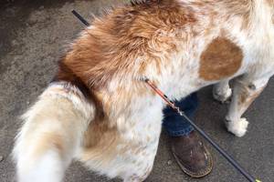 GRAYS HARBOR COUNTY SHERIFF&rsquo;S OFFICE                                This dog was shot with an arrow in rural Aberdeen off State Route 105 Sunday. Surveillance video from a nearby archery club allowed Sheriff&rsquo;s Office detectives to identify and arrest a 50-year-old suspect in Aberdeen on Monday.