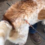 GRAYS HARBOR COUNTY SHERIFF&rsquo;S OFFICE                                This dog was shot with an arrow in rural Aberdeen off State Route 105 Sunday. Surveillance video from a nearby archery club allowed Sheriff&rsquo;s Office detectives to identify and arrest a 50-year-old suspect in Aberdeen on Monday.