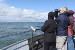 Gray area: Whale-watching can be hit or miss