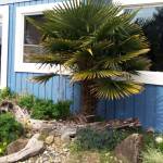 Photo by Dauna Koval                                The Mediterranean fan palm can reach 20 feet in height, sometimes with multiple trunks.