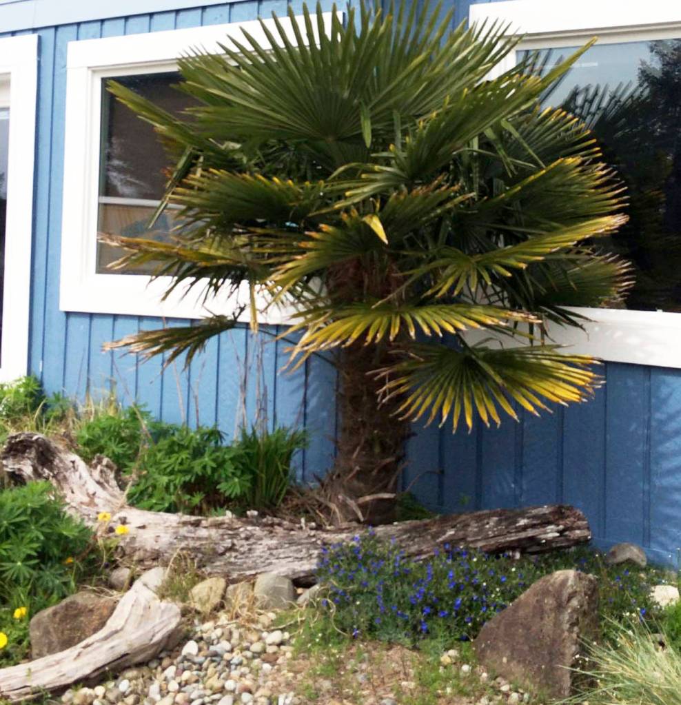 Photo by Dauna Koval                                The Mediterranean fan palm can reach 20 feet in height, sometimes with multiple trunks.