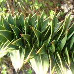 Photo by Agnieszka Kwiecień                                The monkey puzzle tree&rsquo;s branches and trunk are covered in pointed scale-like leaves.