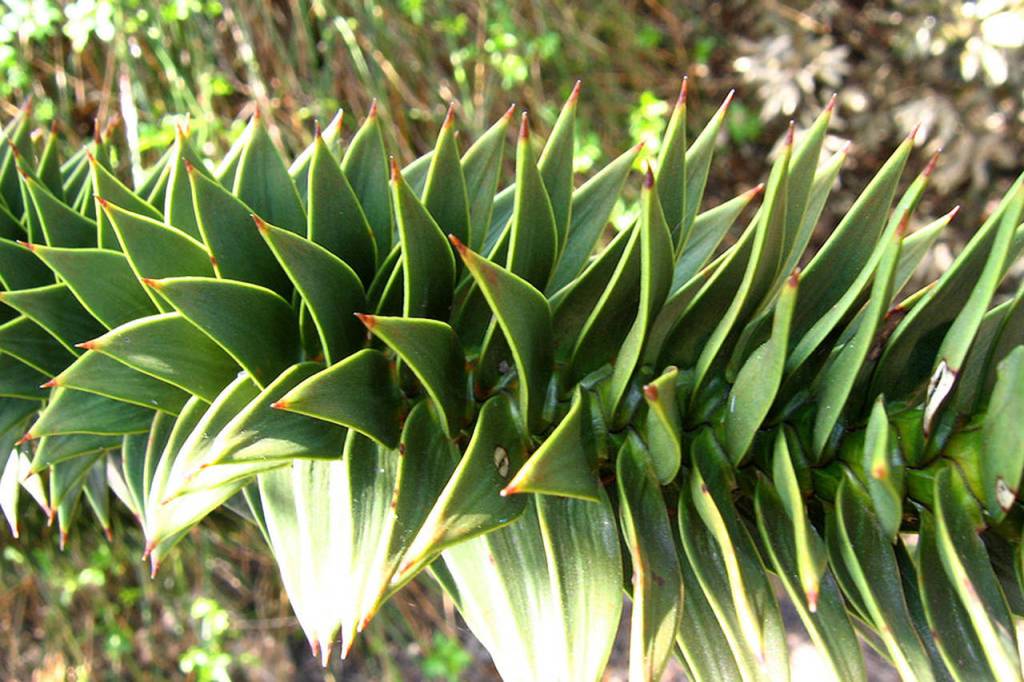 Photo by Agnieszka Kwiecień                                The monkey puzzle tree&rsquo;s branches and trunk are covered in pointed scale-like leaves.