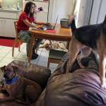 Missing a pet? Call Jamie Katz, pet detective