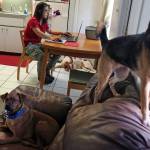 Missing a pet? Call Jamie Katz, pet detective