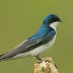 (Gregg Thompson) Tree Swallow (Tachycineta bicolor)