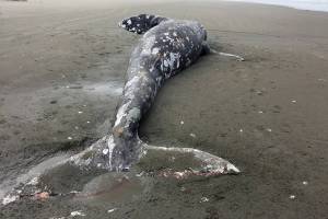 WASHINGTON STATE PARKS PHOTO                                A 1- to 2-year-old female gray whale washed ashore Tuesday at Twin Harbors State Park. The whale had apparently suffered a traumatic injury. Sources at Washington State Parks said the whale will not be removed and will be left to decay naturally.