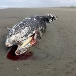 WASHINGTON STATE PARKS PHOTO                                A 1- to 2-year-old female gray whale washed ashore Tuesday at Twin Harbors State Park. The whale had apparently suffered a traumatic injury. Sources at Washington State Parks said the whale will not be removed and will be left to decay naturally.