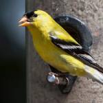 (Dasha Gudalewicz) American Goldfinch (Spinus tristis)