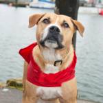 Adoptable Pet: Cookie