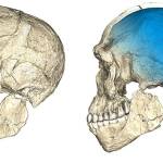 Two views of a composite reconstruction of the earliest known Homo sapiens fossils from Jebel Irhoud (Morocco) based on micro computed tomographic scans of multiple original fossils. Dated to 300 thousand years ago these early Homo sapiens already have a modern-looking face that falls within the variation of humans living today. However, the archaic-looking virtual imprint of the braincase (blue) indicates that brain shape, and possibly brain function, evolved within the Homo sapiens lineage. (Philipp Gunz/Max Planck Institute for Evolutionary Anthropology)