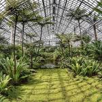 The Garfield Park Fern Room in Chicago features numerous varieties. (Courtesy Clark Maxwell/Master Gardeners)