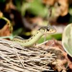 A garter snake is non-venomous and will eat insects, worms and slugs. (Stock photo)