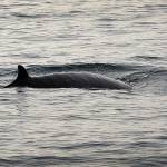 A minke whale cruising the Channel Islands National Marine Sanctuary in March 2015. Eleven national marine sanctuaries and monuments - from Monterey Bay to New England to the South Pacific - could lose protections under new details of a Trump administration plan released Monday that seeks to expand offshore oil and gas drilling. (Al Seib/Los Angeles Times)