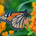 If you tuck in a few milkweed plants with your other flowers, you may attract some monarch butterflies. (Stock photo)
