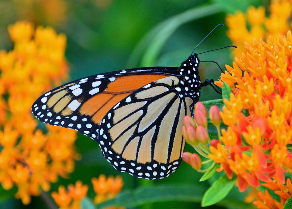 If you tuck in a few milkweed plants with your other flowers, you may attract some monarch butterflies. (Stock photo)