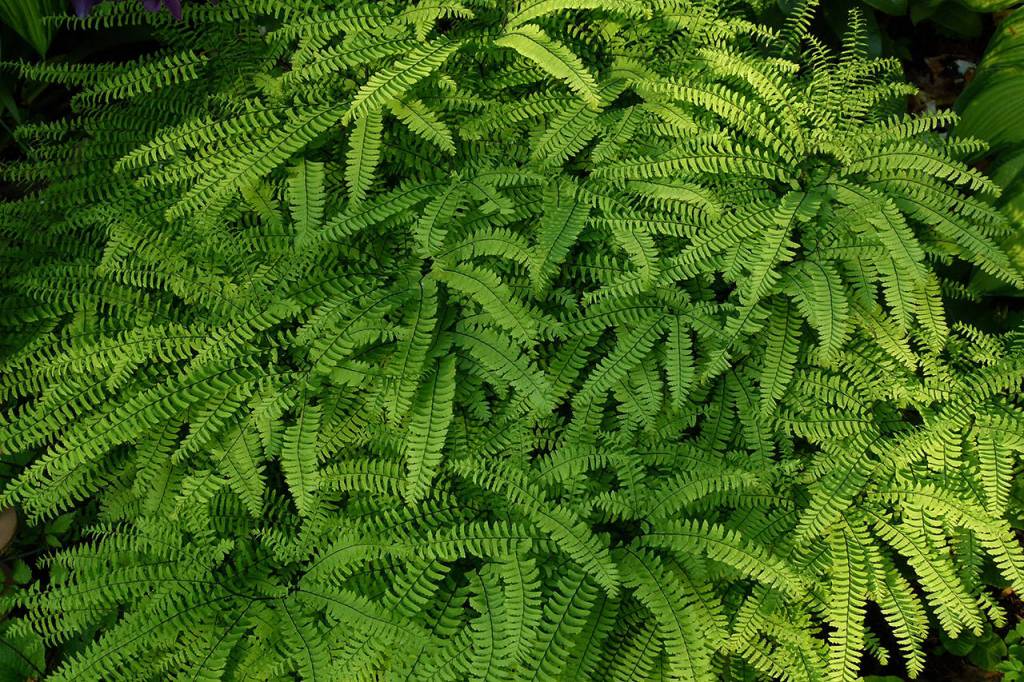 Northern maidenhair ferns are among the Pacific region&rsquo;s 40 or so native species. (Courtesy Master Gardeners)