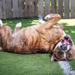Adoptable Pet