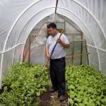 Pak Suan of Myanmar works in his small greenhouse in the Global Garden Refugee Training Farm in the Albany Park neighborhood of Chicago. (Erin Hooley | Chicago Tribune)