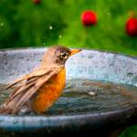 A shallow birdbath also provides water for small animals and butterflies. (Stock photo)