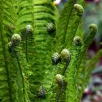 Furled baby ferns are called fiddleheads. (Courtesy Master Gardeners)