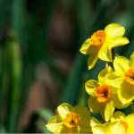 Daffodils are among the most favored garden flowers, and it&rsquo;s disappointing when bloom is poor due to shade or crowding. (Dreamstime/TNS)